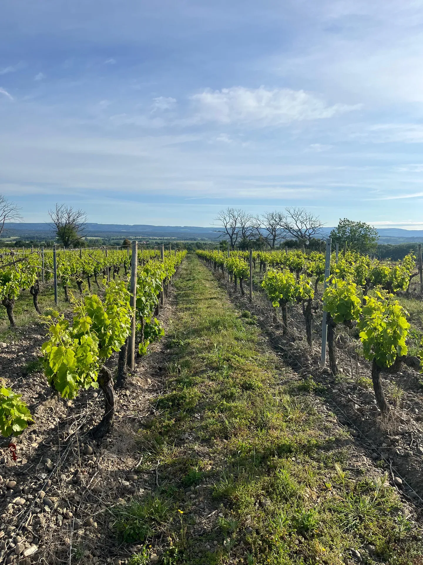 Coucher de soleil sur les vignes du domaine