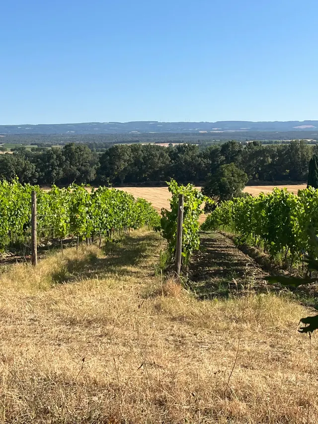 Vignes de la Périnade