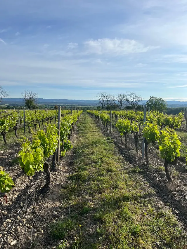 Vue sur les vignes