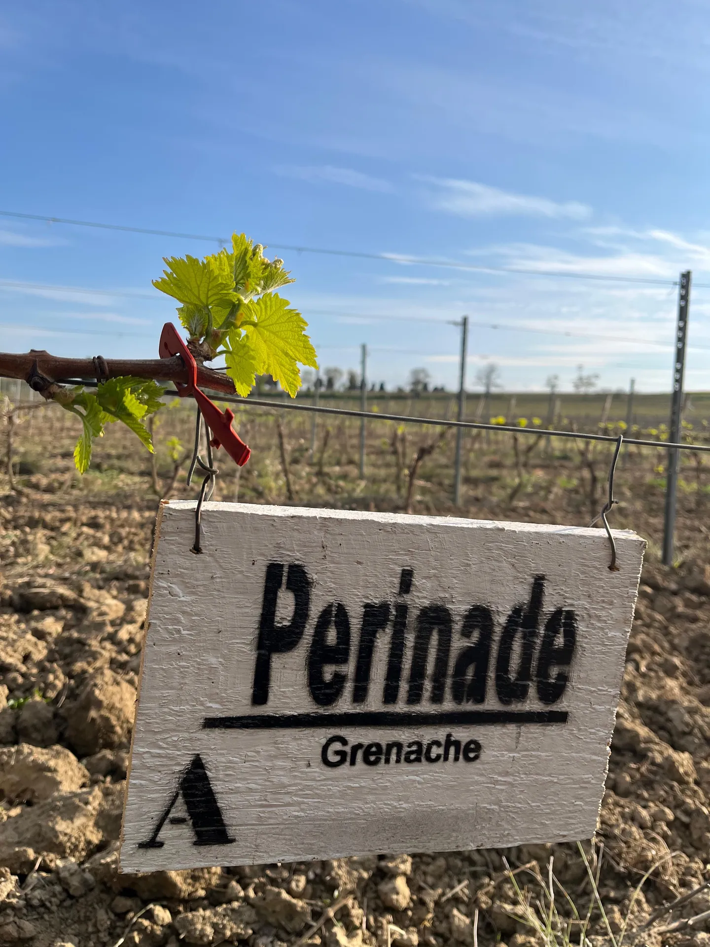 Grenache en vigne