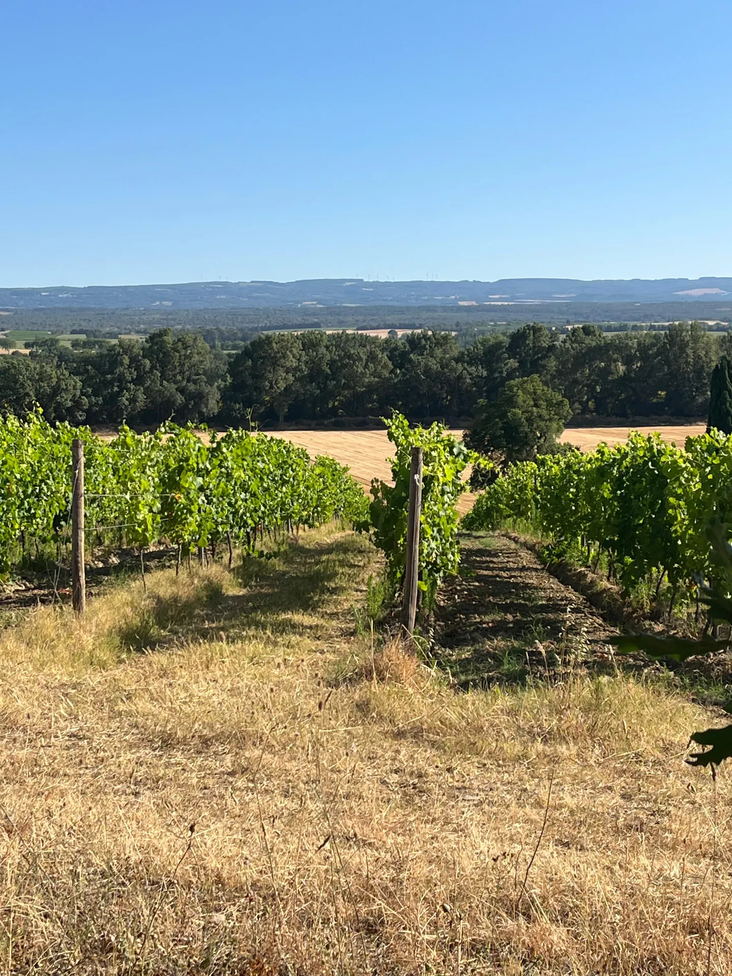 Vignes de la Périnade
