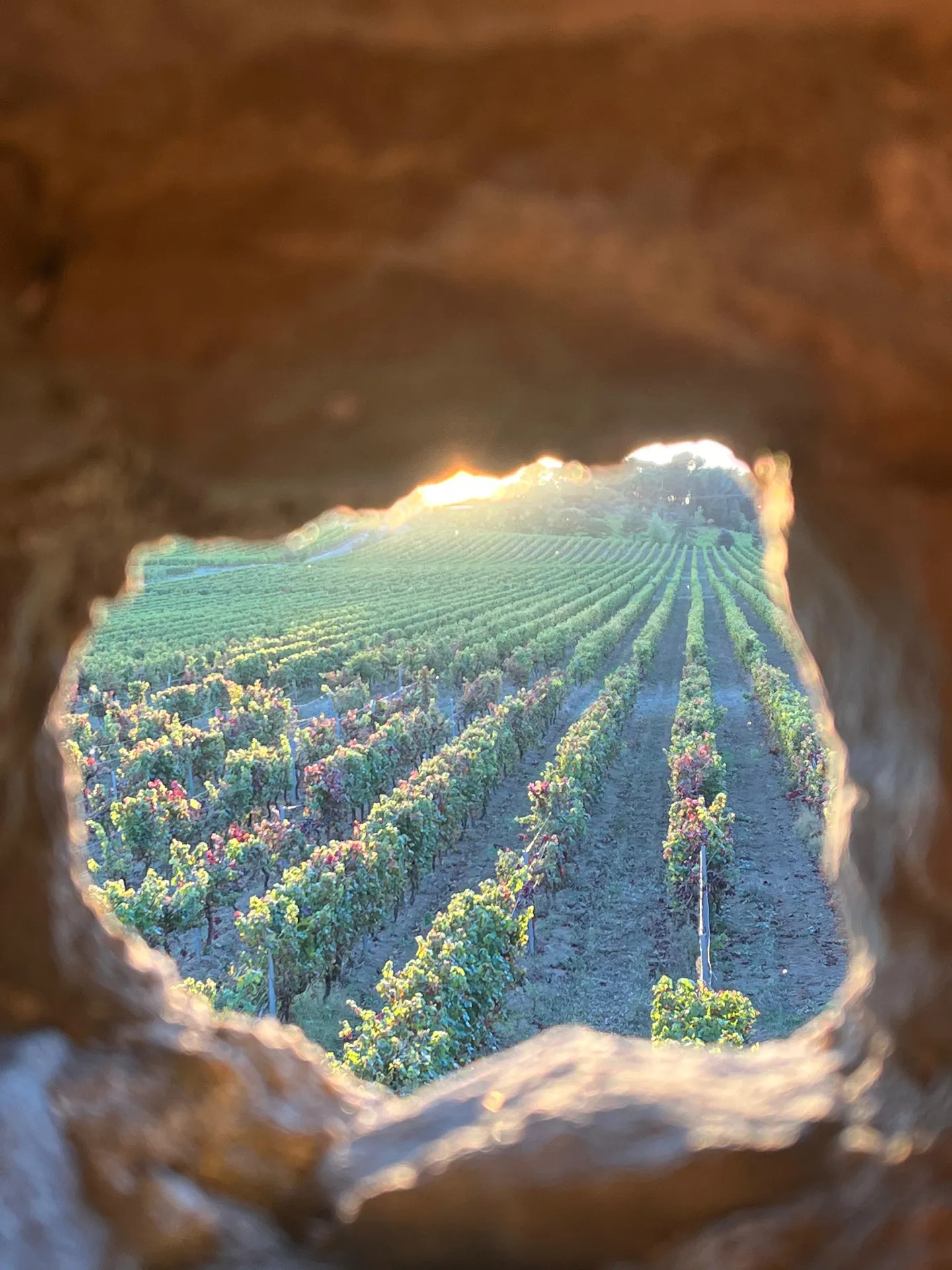 Vignes et roches